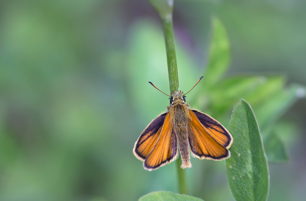 _MGL9488-dactyle.jpg
