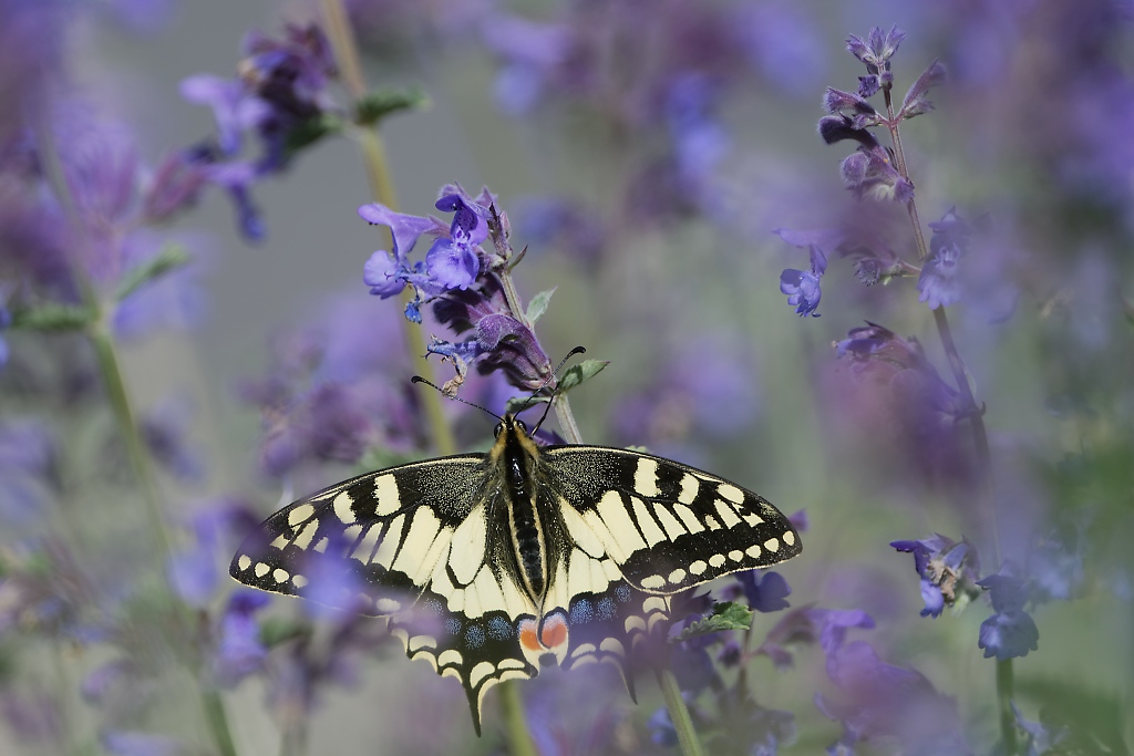 DSC_9059_DxO.jpg