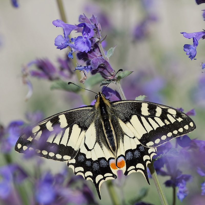 DSC_9061_DxO.jpg