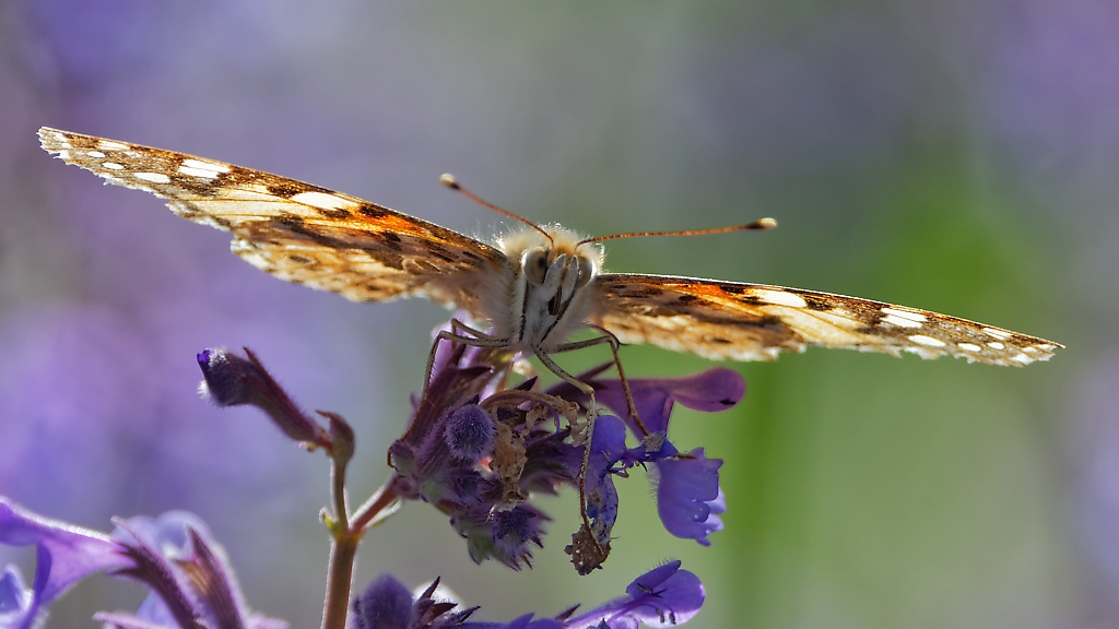 DSC_9067_DxO.jpg