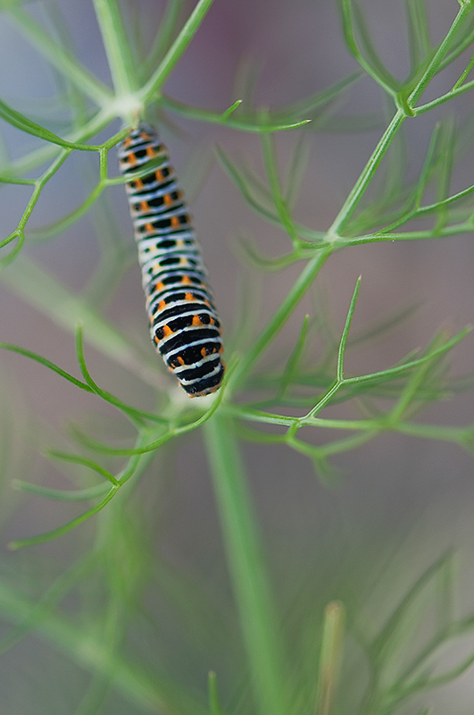 4-Chenille du machaon.jpg