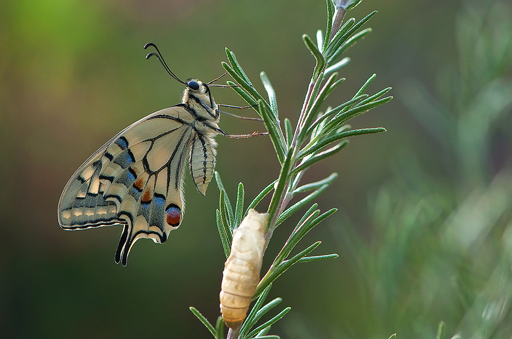 7-Machaon.jpg