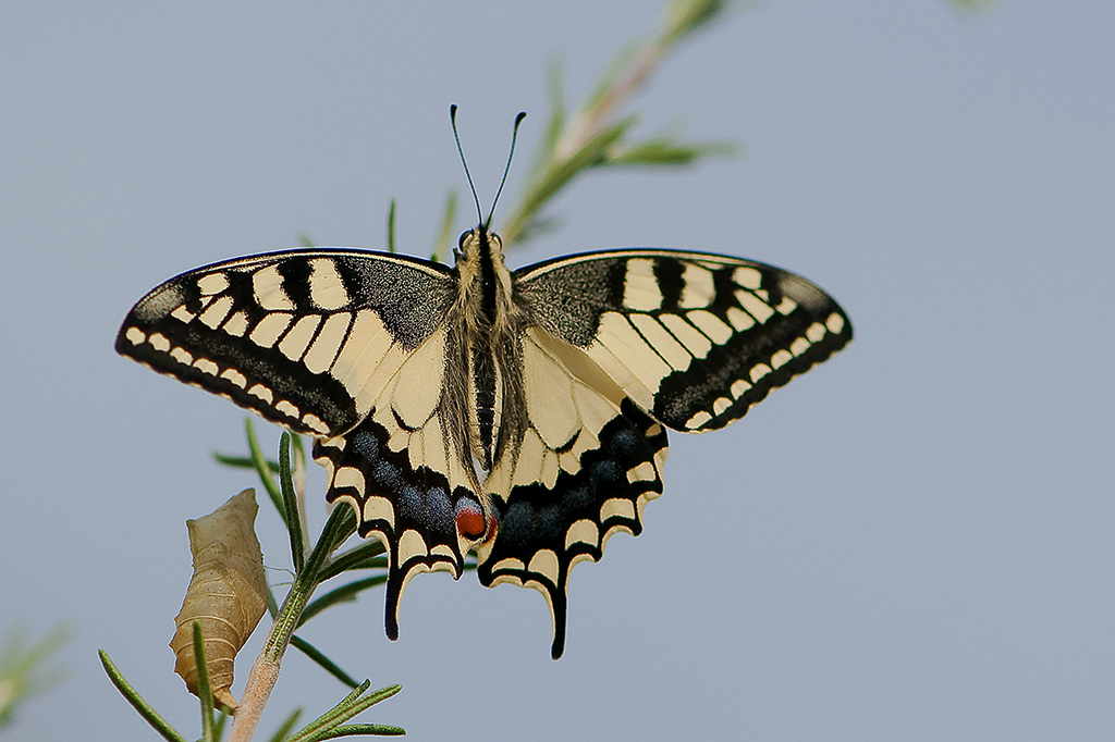 8-Machaon.jpg