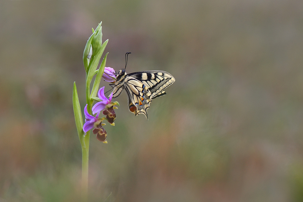 10-Machaon et ophrys bécasse.jpg