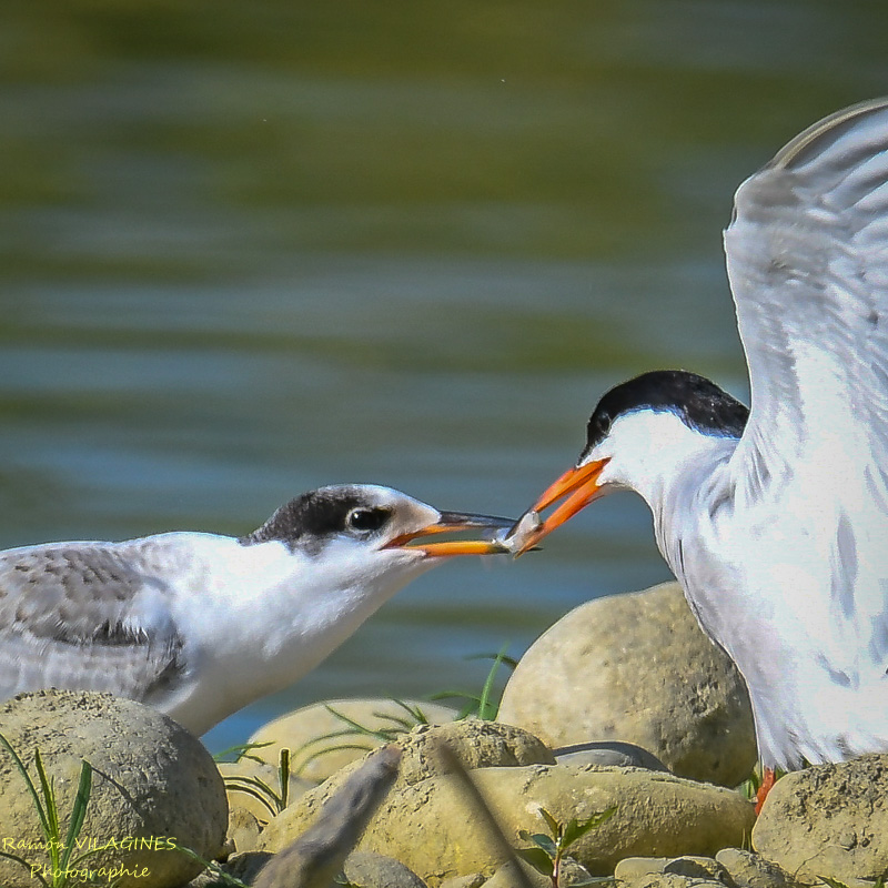 DSC_0095.jpg