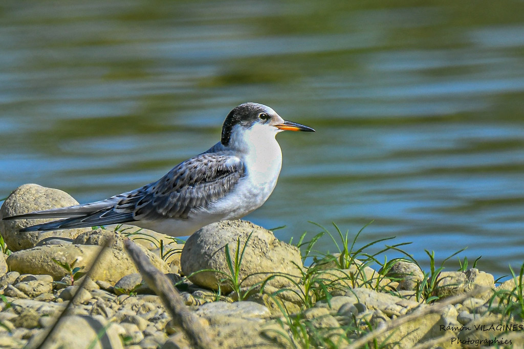 DSC_0093.jpg
