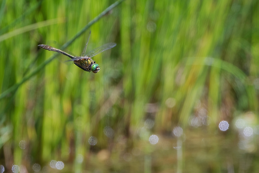 DSC_9083_DxO.jpg