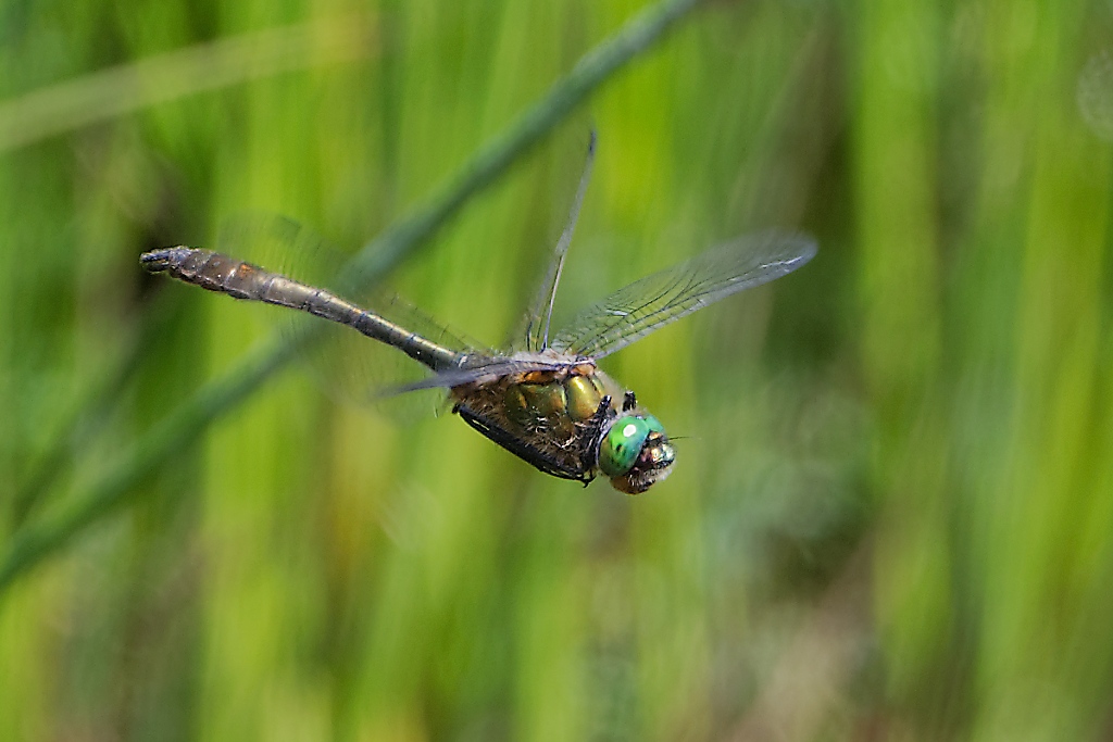 DSC_9083_DxO-1.jpg