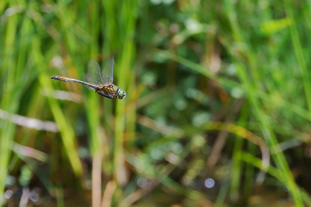 DSC_9084_DxO.jpg