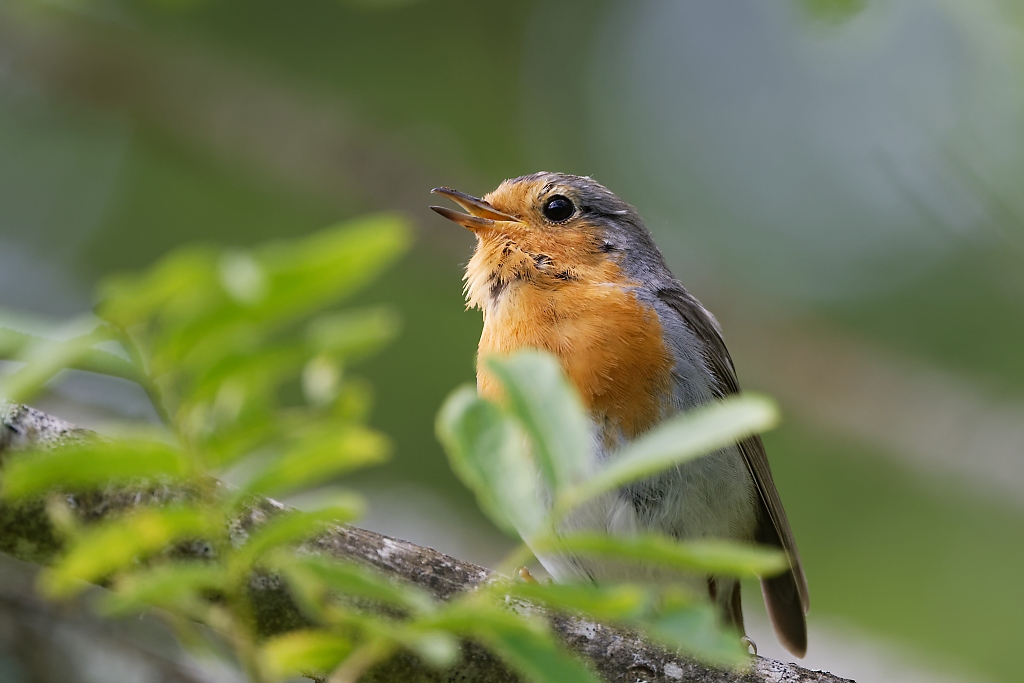 DSC_9094_DxO.jpg