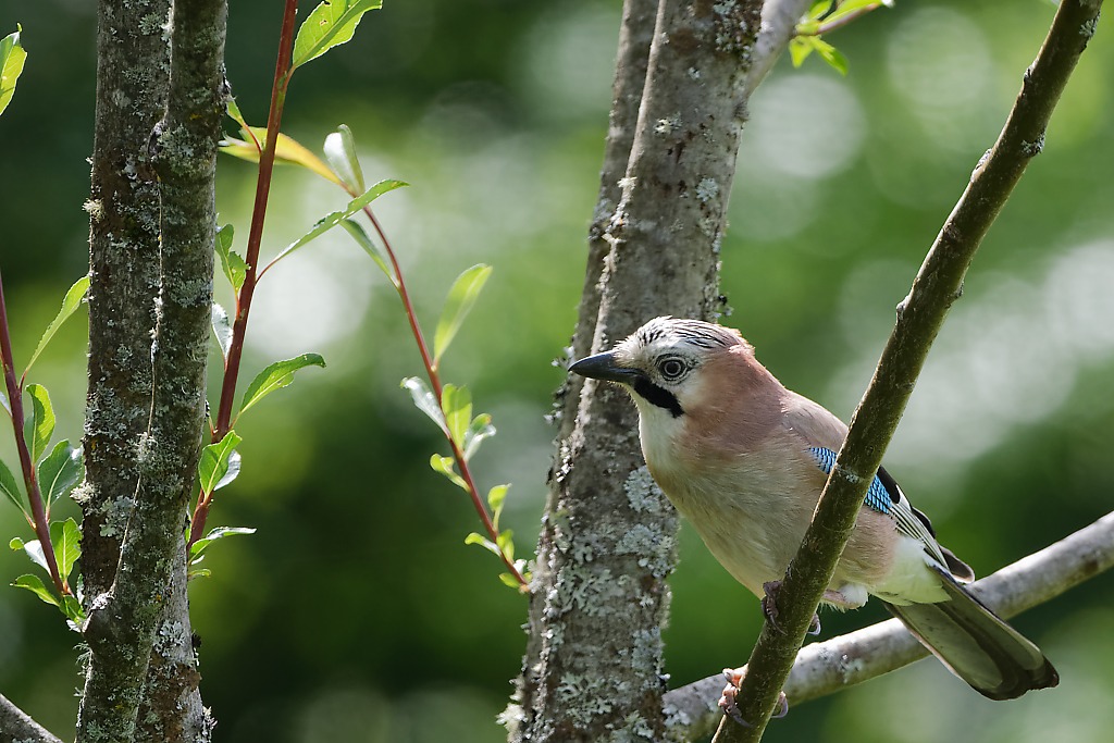 DSC_9115_DxO.jpg