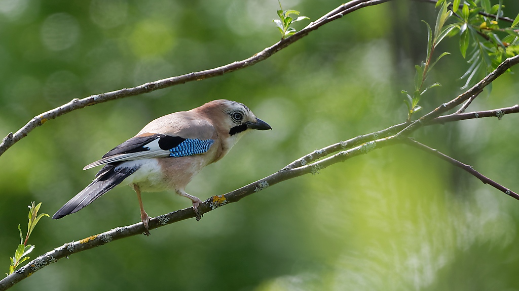 DSC_9117_DxO.jpg