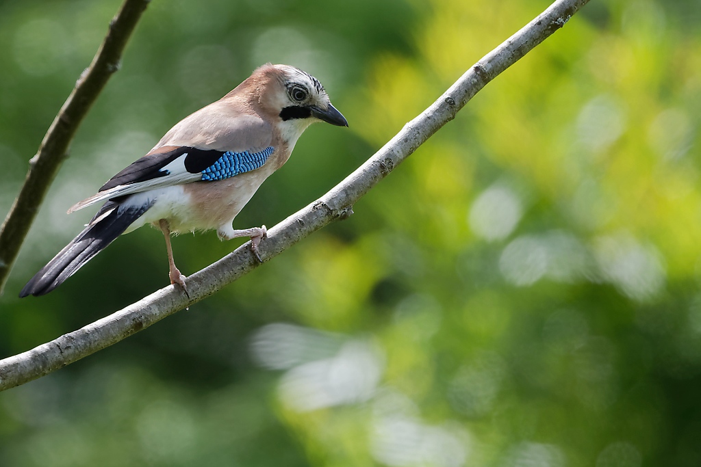 DSC_9121_DxO.jpg