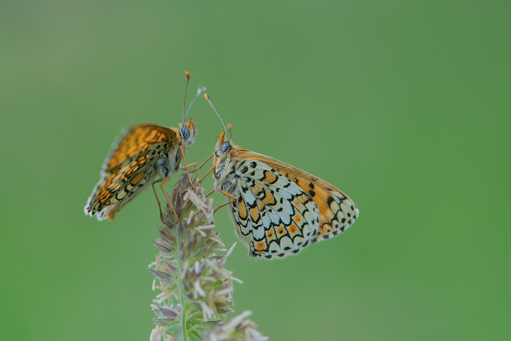 18-Mélitées orangées.jpg