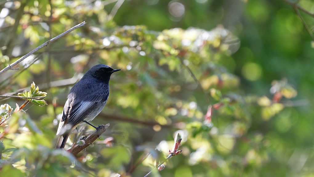 DSC_8216_DxO.jpg
