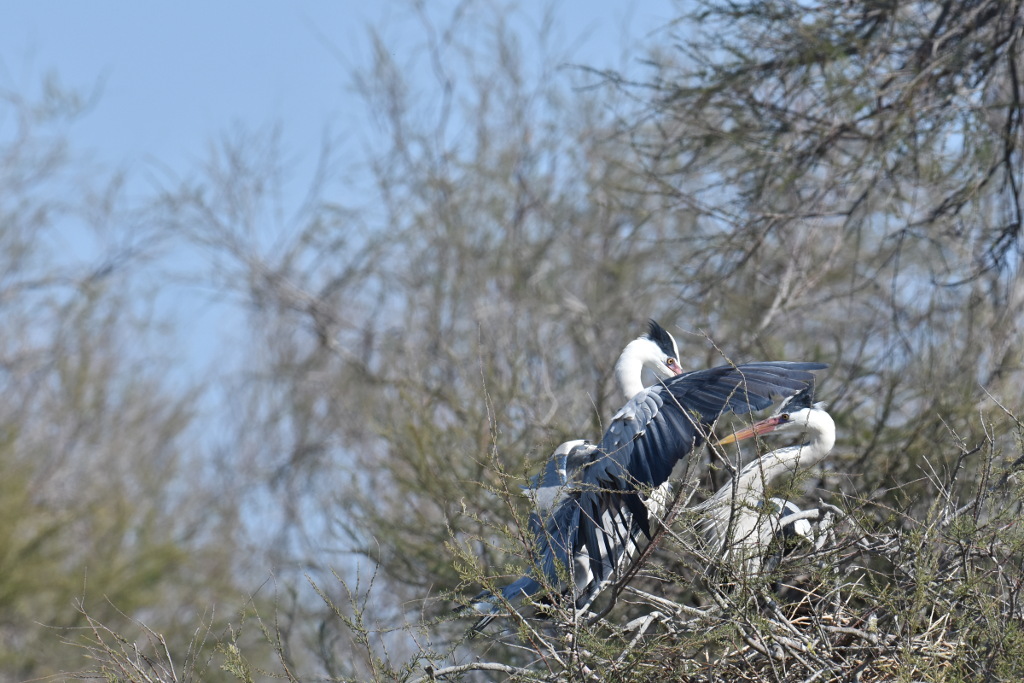 DSC_8864.JPG