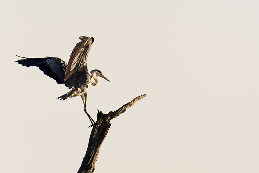heron cendré_DSC7381.jpg