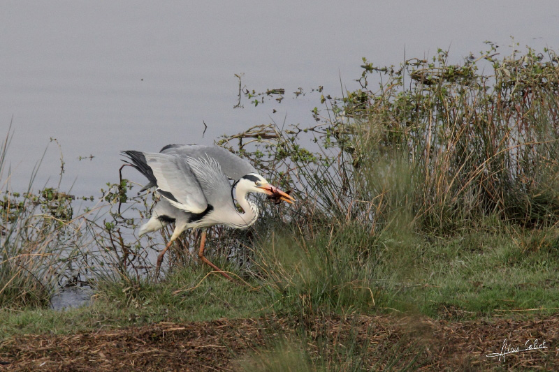 Heron_CALIOT_1.jpg
