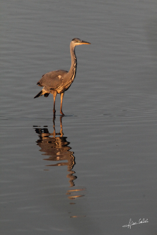 Heron_CALIOT_2.jpg