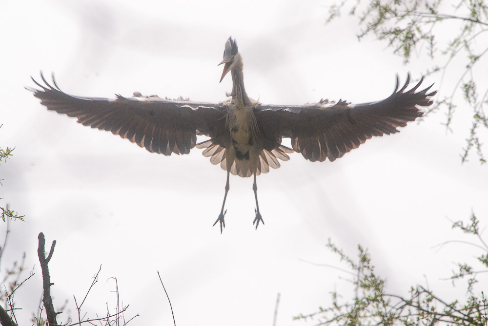 heron concour 06 2019.JPG
