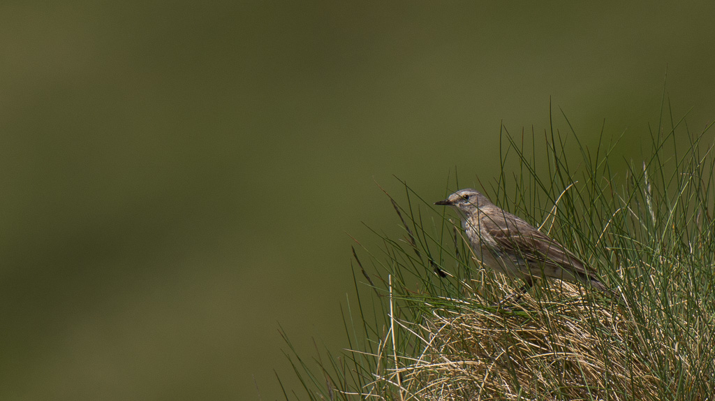 Pipit sponcielle.jpg