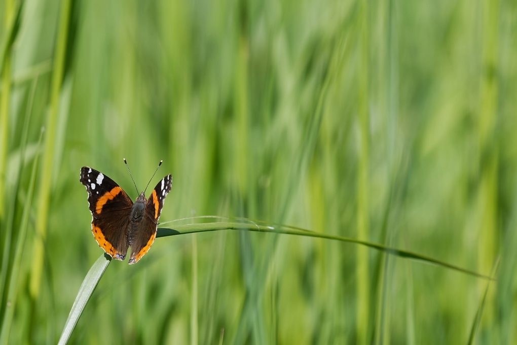 DSC_8177_DxO.jpg