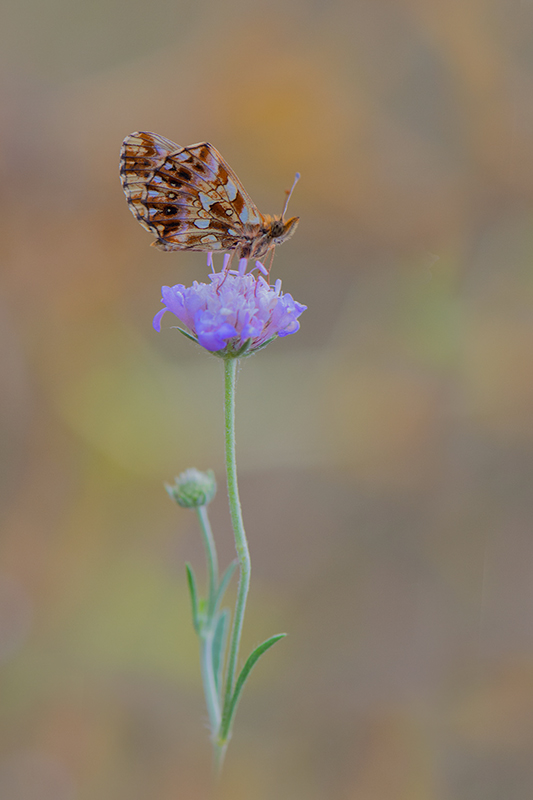 36-Petite violette.jpg