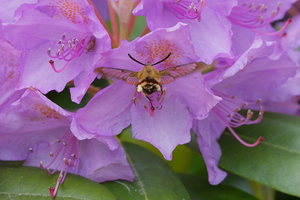 DSC_9128_DxO.jpg
