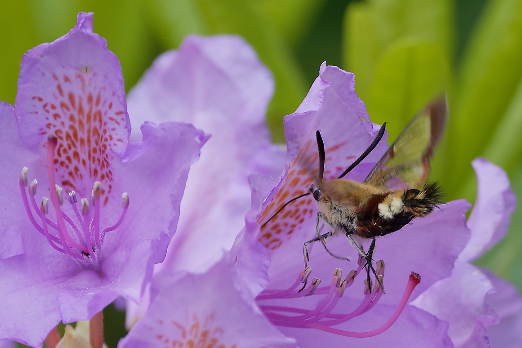 DSC_9132_DxO.jpg