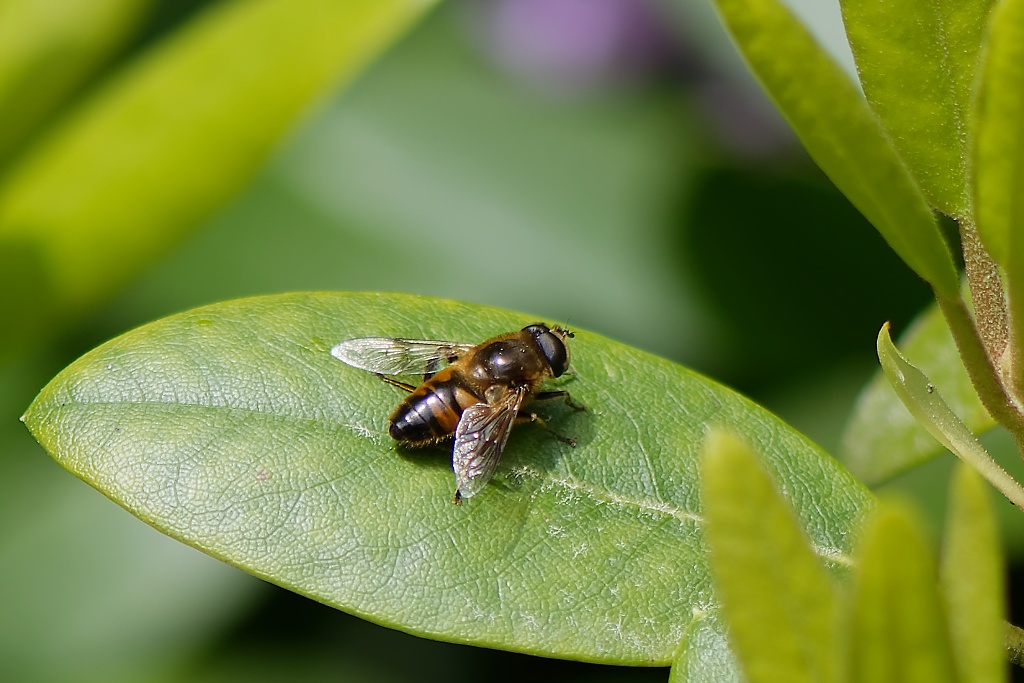 DSC_9146_DxO.jpg