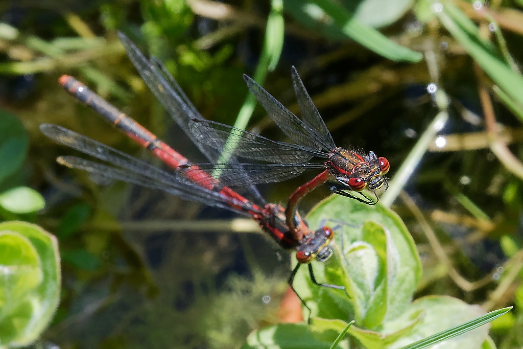 DSC_9187_DxO.jpg