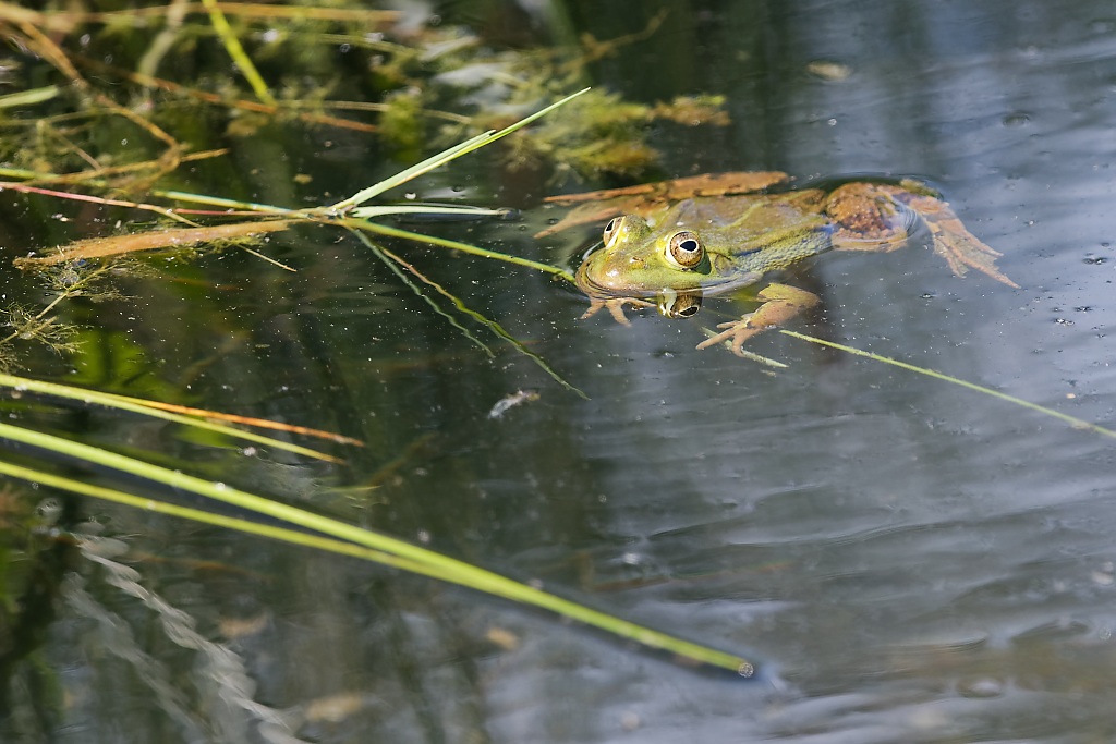 DSC_9204_DxO.jpg