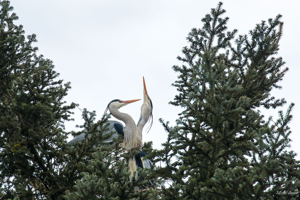 heron cendré-2.jpg