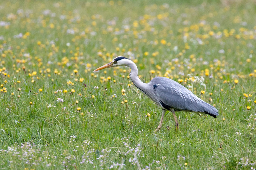 heron cendré-3.jpg