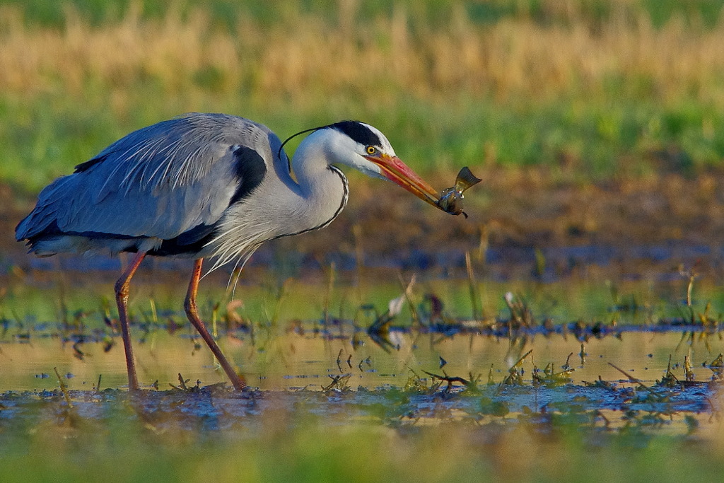 20 avril 2013 Pentax K-5 419r1024heron2.JPG