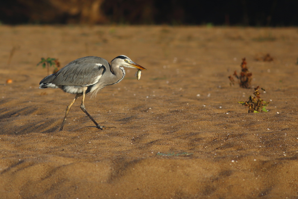 30 octobre 2013  matin JCG 2 237r2heron3500.JPG