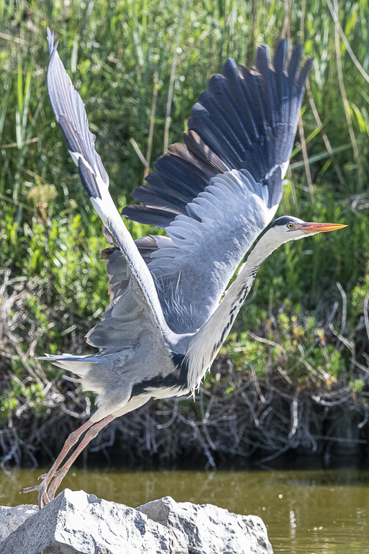 _DSC7425-2.jpg