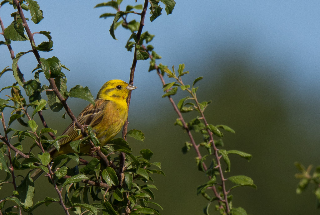 Bruant jaune.jpg