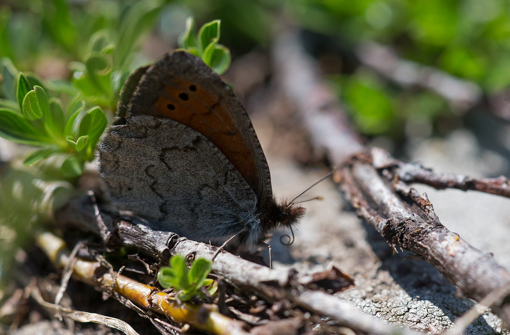 _MGL3905-moiré cendré.jpg