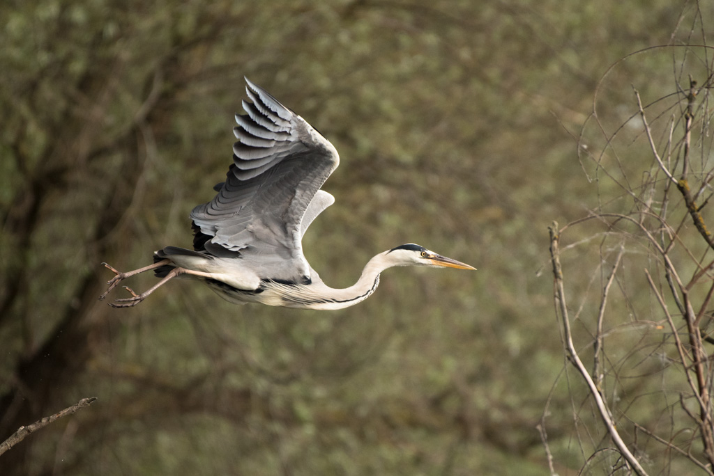 heron cendré -2.jpg