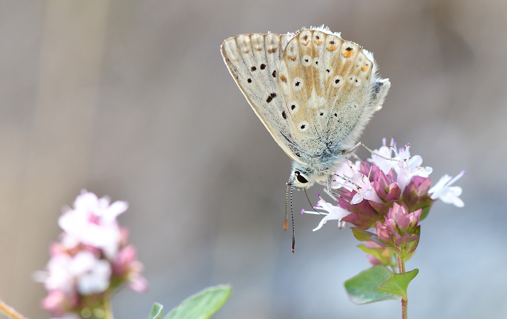 DSC_8429.jpg