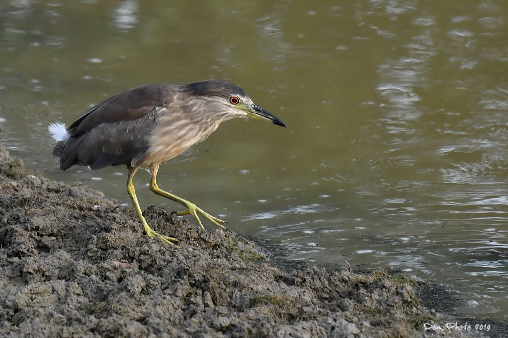 DSC_0406.JPGIN.jpg
