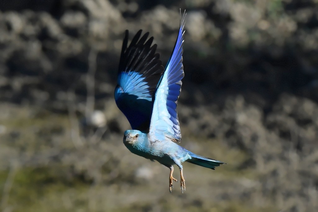 DSC_5220.JPGin.jpg