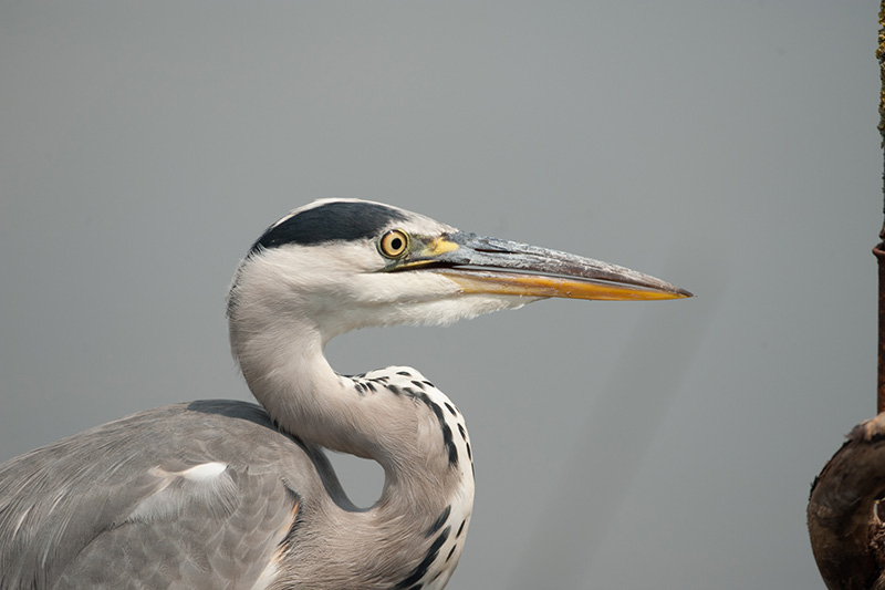 heron 22.jpg