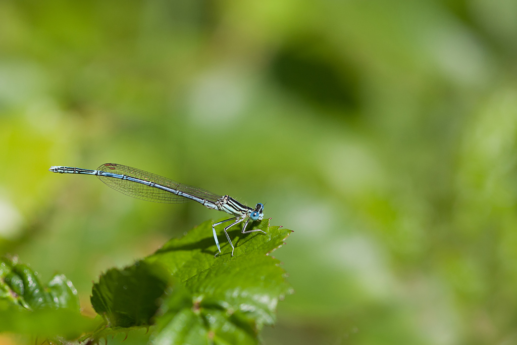 IMG_1131 IN.jpg