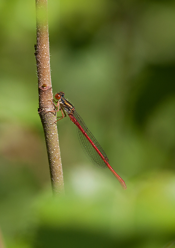 IMG_1133 IN.jpg