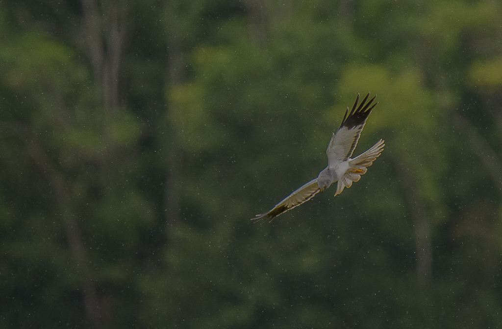 Busard St Martin sous la pluie.jpg