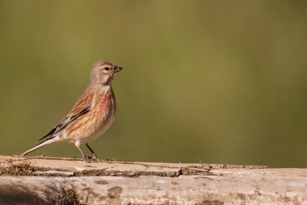D50_7858-1in.jpg