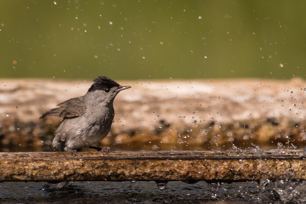 D50_8973-1in.jpg