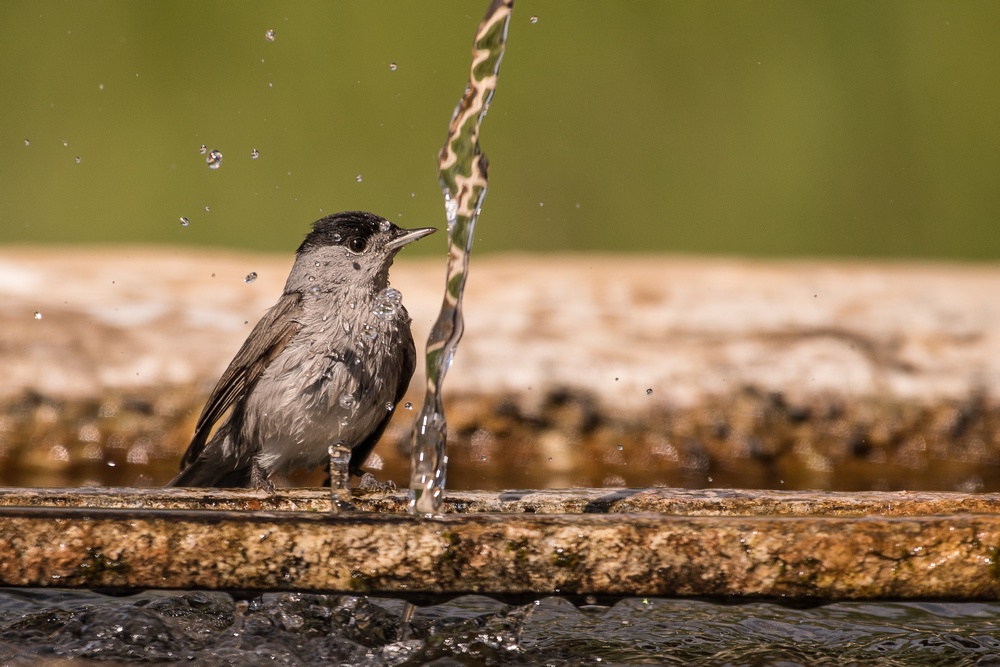 D50_9002-1-2in.jpg
